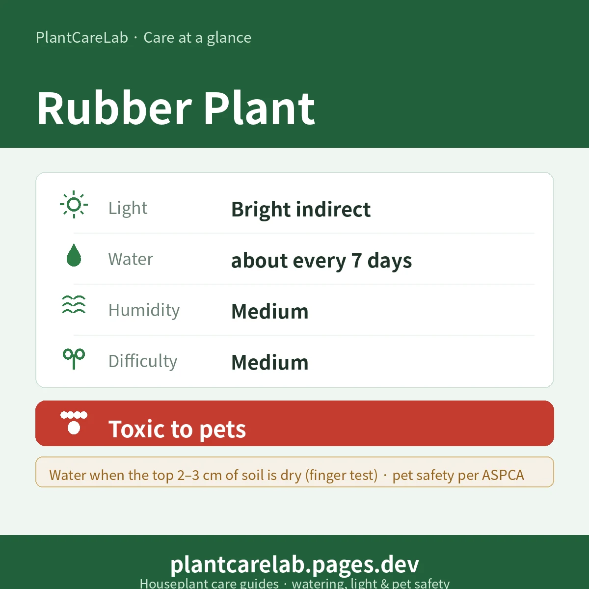 Rubber Plant care at a glance — Bright indirect light, water about every 7 days, Medium humidity, Medium difficulty, Toxic to pets